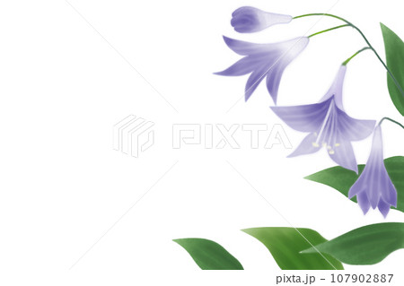 疑宝珠（ギボウシ）の花のカード1 107902887