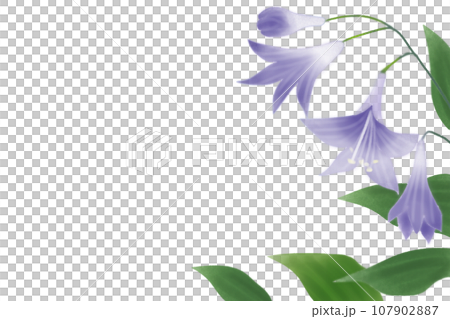 疑宝珠（ギボウシ）の花のカード1 107902887