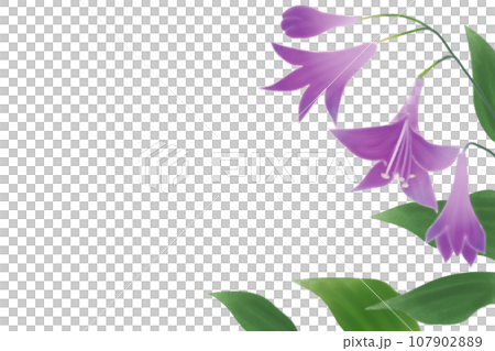 玉簪花卡 2 107902889