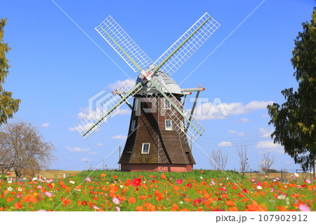 あけぼの山農業公園　風車と満開のコスモス　 107902912
