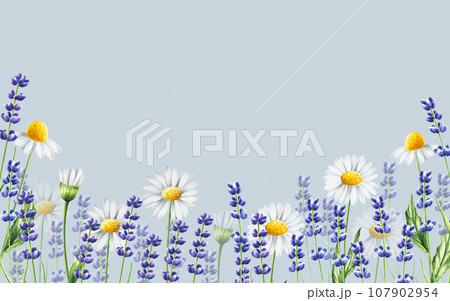 Watercolor banner with lavender and chamomiles illustration isolated on white background. Detail of beauty products and botany set, cosmetology and medicine. For designers, spa decoration, postcards, 107902954