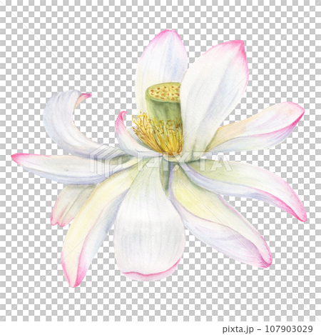 White Water Lily. Withering Flower head. Vietnamese national flower, lotus. Watercolor illustration. Hand drawn composition for poster, cards, greeting, logo, cosmetic, spa design 107903029