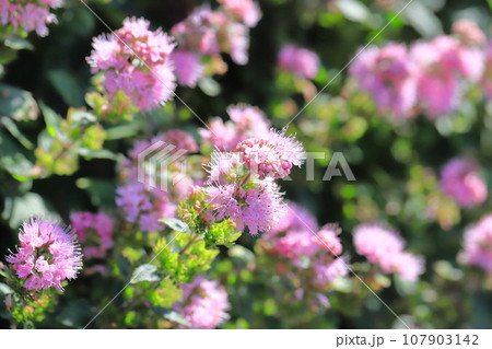 段菊（ダンギク） or カリオプテリス 107903142