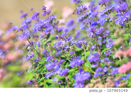 段菊（ダンギク） or カリオプテリス 107903149