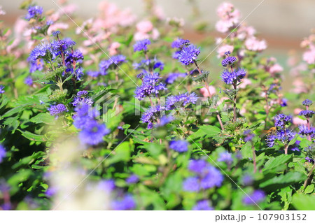 段菊(ダンギク) or カリオプテリス 段菊(ダンギク) or カリオプテリス 107903152
