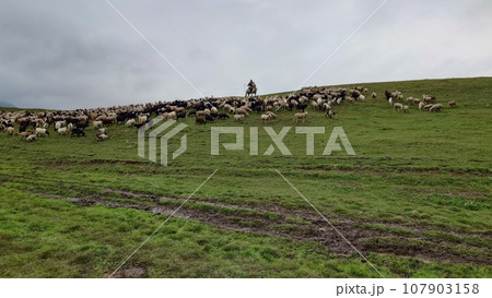 A herd of sheep graze in evening on green hills 107903158