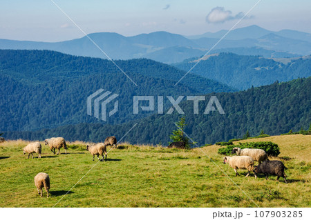 sheep herd on the grassy slopes and meadows. mountains of chornohora ridge in the distance. sunny weather in late summer 107903285