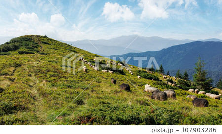 sheep herd on the grassy slopes and meadows. mountains of chornohora ridge in the distance. sunny weather in late summer sheep herd on the grassy slopes and meadows. mountains of chornohora ridge in the distance. sunny weather in late summer 107903286