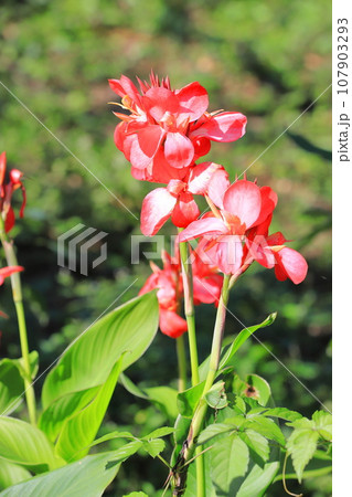 段菊（ダンギク） or カリオプテリス 107903293