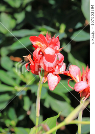 段菊（ダンギク） or カリオプテリス 107903294
