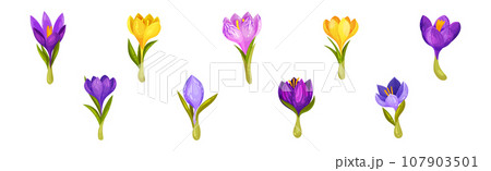 Violet Crocus Flowers with Leaf and Stem Vector Set 107903501