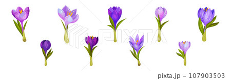 Violet Crocus Flowers with Leaf and Stem Vector Set 107903503