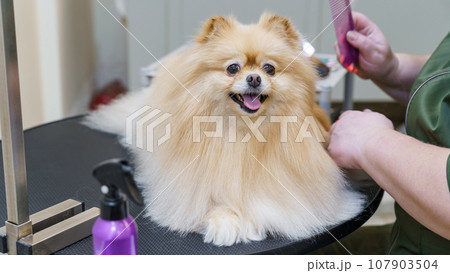 dog in the dog salon takes a bath. animal care, wool care 107903504
