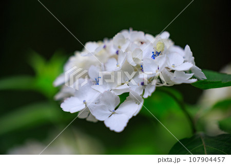 梅雨に咲きほこる万葉の花　アジサイ 107904457