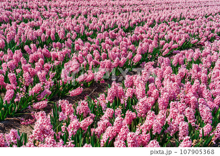 Huge Pink Aromatic Field of Blooming Hyacinths in Bright Day. Captivating Sights of Fragrance, Beauty Huge Pink Aromatic Field of Blooming Hyacinths in Bright Day. Captivating Sights of Fragrance, Beauty 107905368