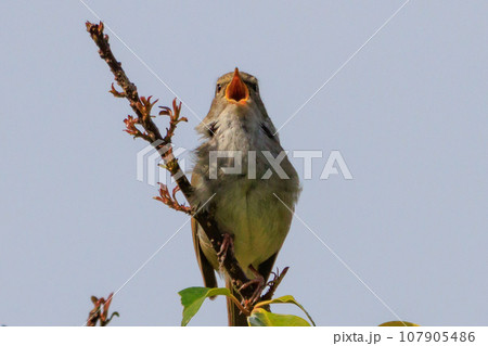 ホーホケッキョとお馴染みの声はすれども姿を見せない春告げ鳥 ウグイス 107905486