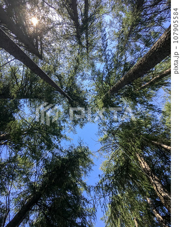 Grove of pine 107905584