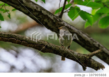 ホーホケッキョとお馴染みの声はすれども姿を見せない春告げ鳥 ウグイス ホーホケッキョとお馴染みの声はすれども姿を見せない春告げ鳥 ウグイス 107905608