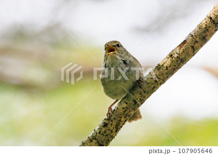 ホーホケッキョとお馴染みの声はすれども姿を見せない春告げ鳥 ウグイス ホーホケッキョとお馴染みの声はすれども姿を見せない春告げ鳥 ウグイス 107905646