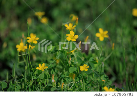 幸運の四つ葉のクローバーと間違われる カタバミ 幸運の四つ葉のクローバーと間違われる カタバミ 107905793