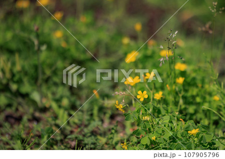 幸運の四つ葉のクローバーと間違われる　カタバミ 107905796