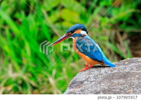 瑠璃色の人気者カワセミ 瑠璃色の人気者カワセミ 107905917