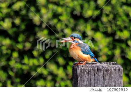 瑠璃色の人気者カワセミ 107905919