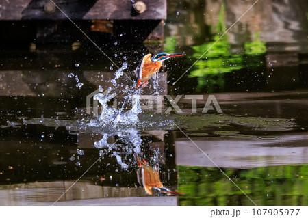 魚を獲るために水中にダイブする瑠璃色の人気者カワセミ 魚を獲るために水中にダイブする瑠璃色の人気者カワセミ 107905977