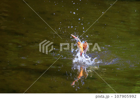 魚を獲るために水中にダイブする瑠璃色の人気者カワセミ 107905992