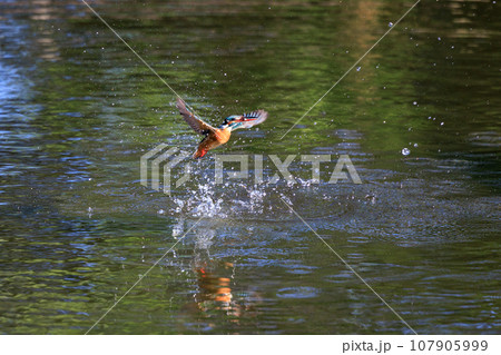 魚を獲るために水中にダイブする瑠璃色の人気者カワセミ 魚を獲るために水中にダイブする瑠璃色の人気者カワセミ 107905999