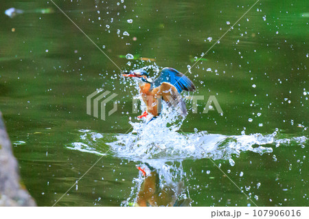 魚を獲るために水中にダイブする瑠璃色の人気者カワセミ 107906016