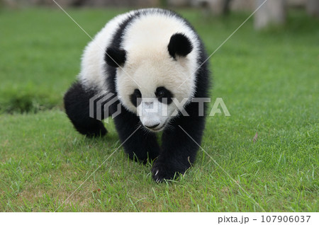 お散歩中の優浜 お散歩中の優浜 107906037