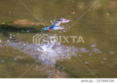 魚を獲るために水中にダイブする瑠璃色の人気者カワセミ 107906109