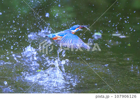 魚を獲るために水中にダイブする瑠璃色の人気者カワセミ 107906126