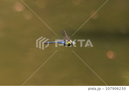 高速で巡回飛行する昆虫界最速の虫ギンヤンマ 107906230