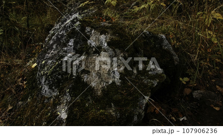 Fresh green moss growing on a stone in spring forest. Creative. Natural background with close up view of green moss. Fresh green moss growing on a stone in spring forest. Creative. Natural background with close up view of green moss. 107906236
