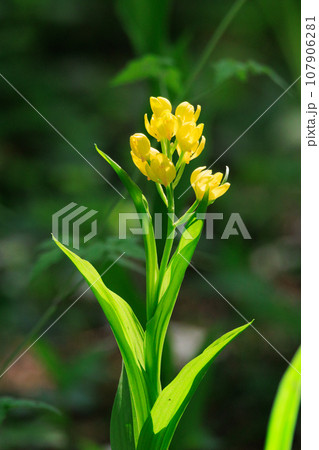 山や丘陵の林の中に生える地上性の黄色いラン キンラン 山や丘陵の林の中に生える地上性の黄色いラン キンラン 107906281