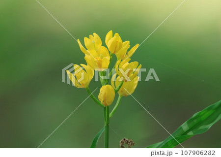 山や丘陵の林の中に生える地上性の黄色いラン キンラン 山や丘陵の林の中に生える地上性の黄色いラン キンラン 107906282