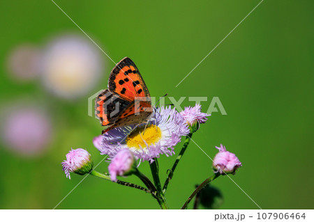 南極以外の全ての大陸に生息するシジミチョウ 107906464