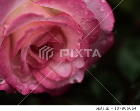 雨の10月に咲いたピンク色のバラの花「ニコール」 雨の10月に咲いたピンク色のバラの花「ニコール」 107906664