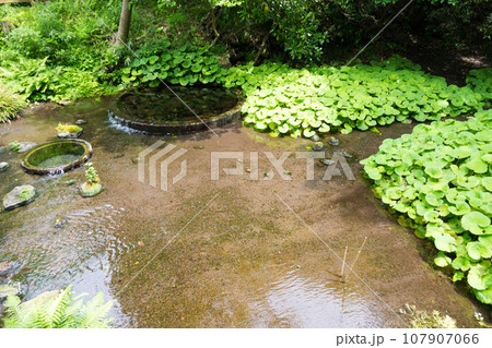 富士山の湧き水 富士山の湧き水 107907066