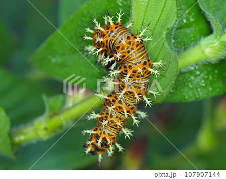 ルリタテハの幼虫の生態写真 107907144