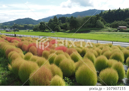 明日香村甘樫丘のコキアのある風景 明日香村甘樫丘のコキアのある風景 107907155