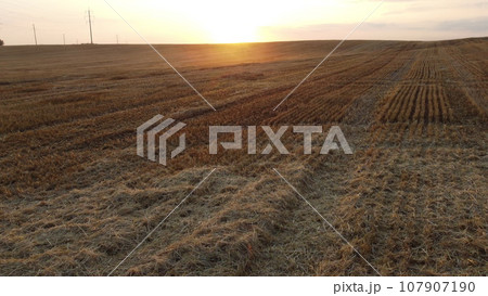 Flying over mowed wheat stalks at sunset dawn in summer. Sunset sun on the horizon. Straw stacks. Field yellow dry stems from mowed harvested wheat. Agricultural agrarian. Harvest harvesting hayfield 107907190