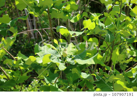 ホウノキの花 ホウノキの花 107907191