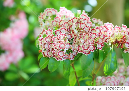 カルミアの花 107907193