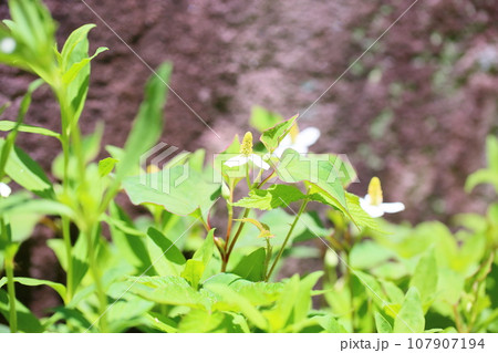 ドクダミの花 ドクダミの花 107907194
