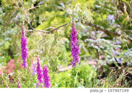 ジギタリスの花 ジギタリスの花 107907199