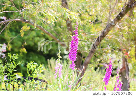 ジギタリスの花 107907200