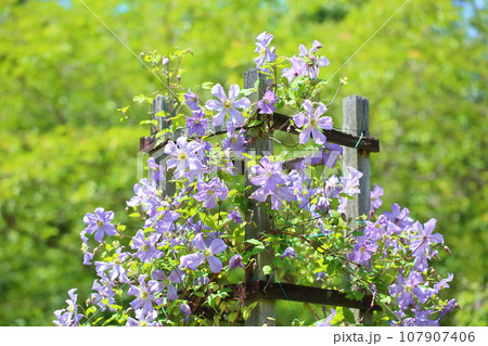 クレマチスの花 クレマチスの花 107907406